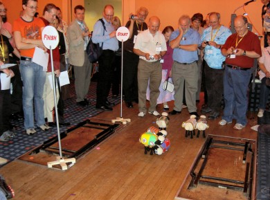 Picture of the model sheep heading in all directions except towards the finish.