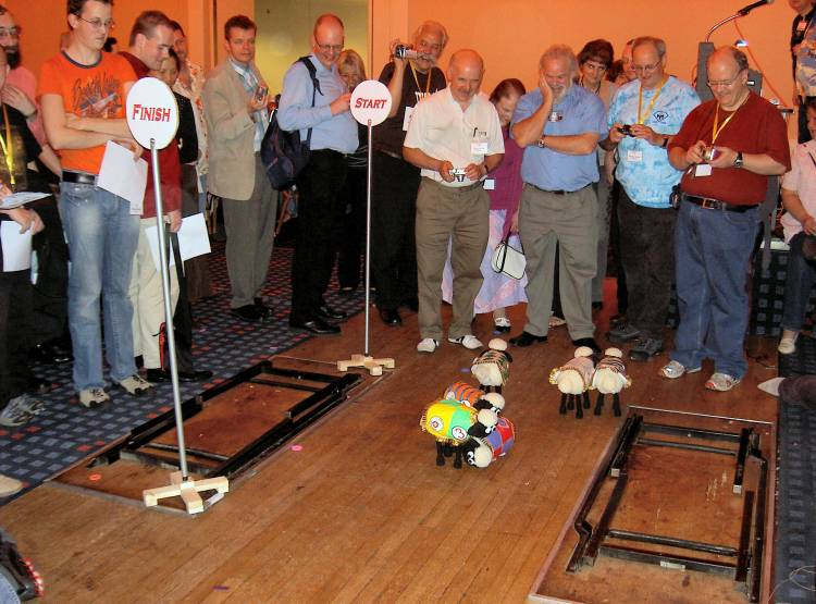 Picture of the toy sheep pointing all direction except towards the finishing post.