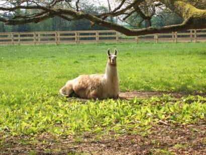 A llama lying down in field looks directly towards the photographer.