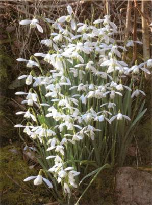 Photo of a cluster of snowdrops in full bloom.