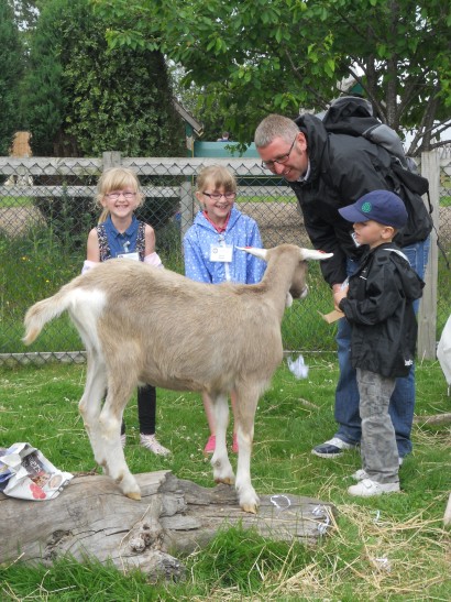 Goat in the petting zoo