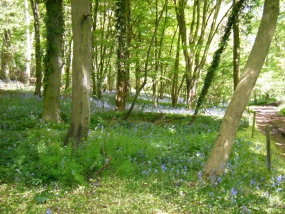Bluebells at Studley Green