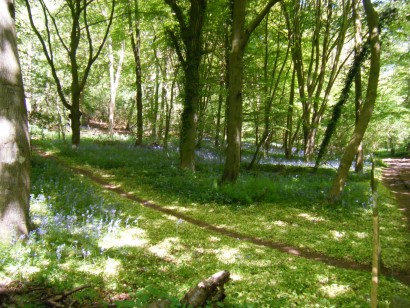 More bluebells at Studley Green
