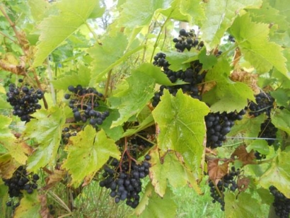 Close up of growing vines laden with grapes
