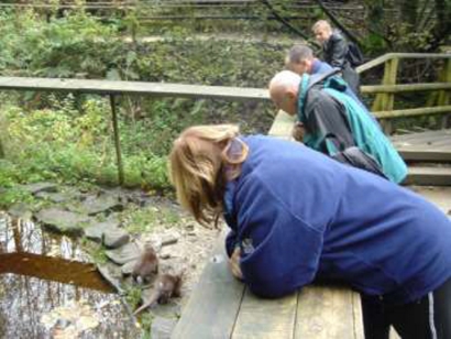 Members looking over a wall down onto some otters in their pen
