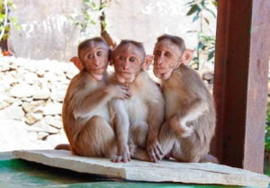 Three monkeys sitting together
