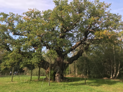 The Major Oak - a mature oak tree visited along the trail