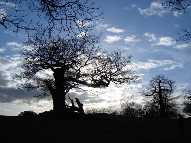 Tree in silhouette in Bradgate park