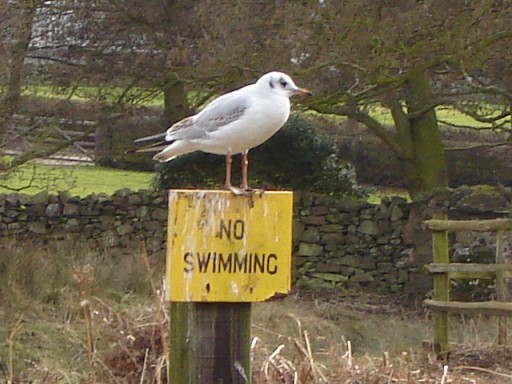 Picture of a bird perching atop a sign which says "no swimming".