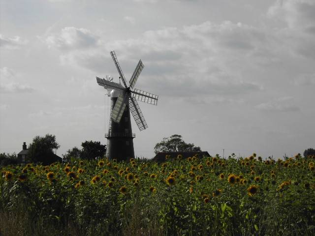 Picture of Sibsey Trader Mill across a field of sunflowers.